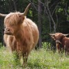 scottish highland cattle for sale near me
