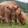 highland cattle for sale nc