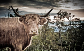 Highlander Cattle Co.